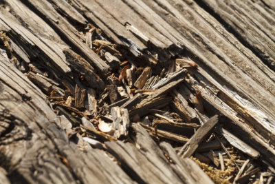 Damaged old wooden residential patio deck boards